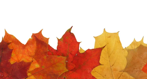 Esdoorn bladeren in lijn — Stockfoto
