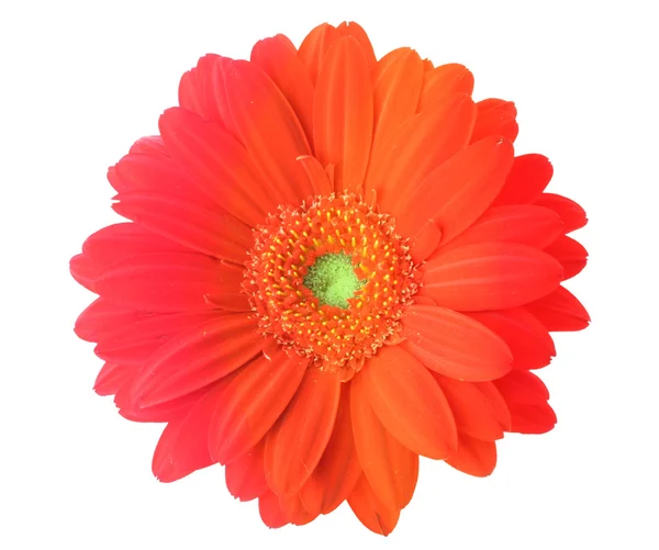 Flor de gerbera multicolorida — Fotografia de Stock