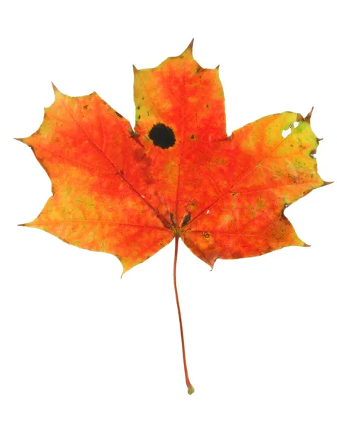Vivid maple leaf with holes and spots — Stock Photo, Image