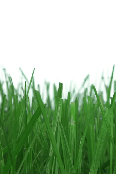 Beyaz çimen — Stok fotoğraf