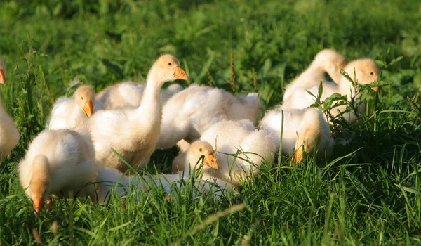 Goslings in grass — Stock Photo, Image