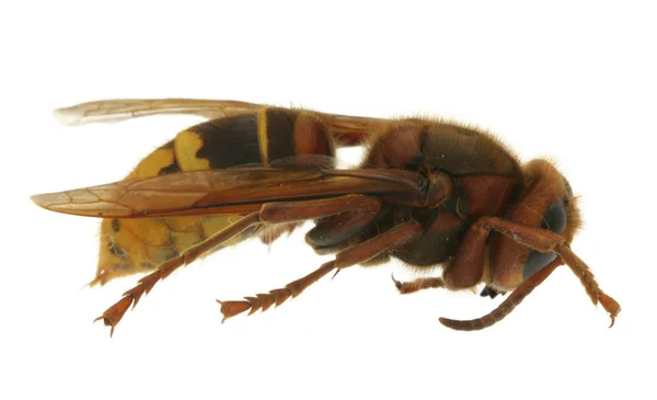 Hornet aşırı makro — Stok fotoğraf