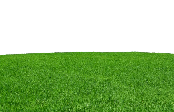 Campo di erba isolata — Foto Stock