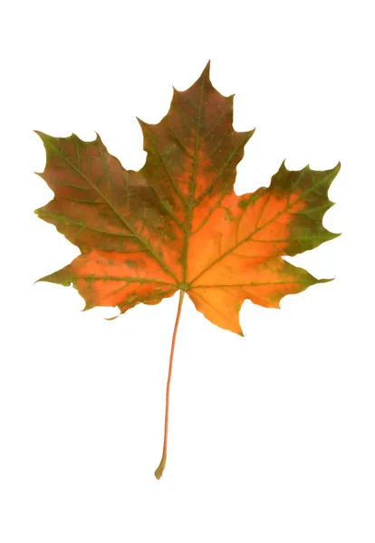 Mapple jesień liść — Zdjęcie stockowe