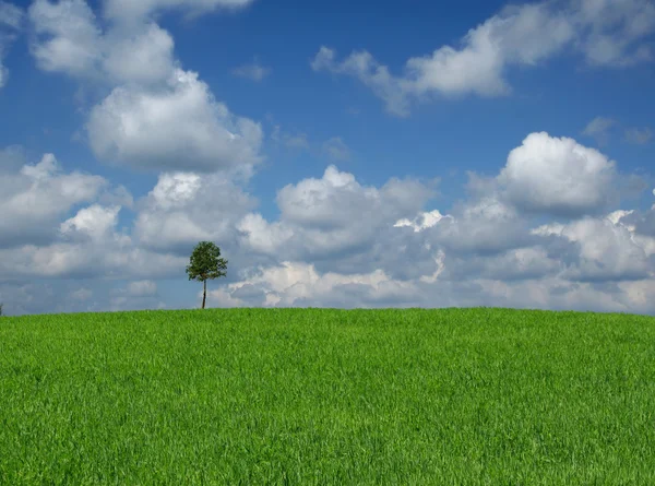 Самотнє дерево з кумульськими хмарами — стокове фото