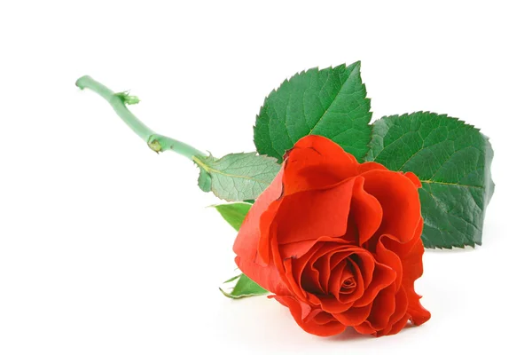 Gyönyörű piros rózsa, fehér — Stock Fotó