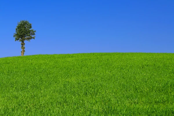 Landschap met eenzame boom — Stockfoto