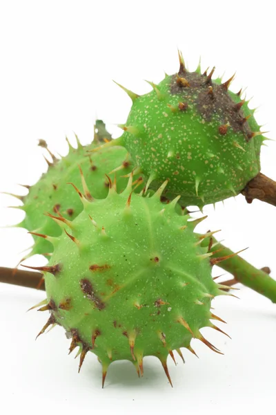 Green chestnut on white — Stock Photo, Image
