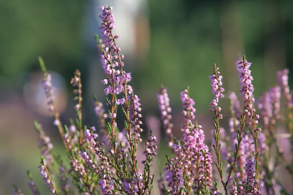 Heather alanı — Stok fotoğraf