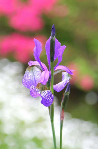 Iris solitario —  Fotos de Stock