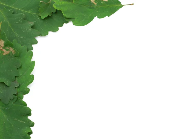 Marco de hojas de roble — Foto de Stock