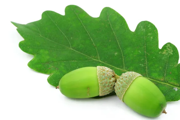 Green oak leaf on white — Stock Photo, Image