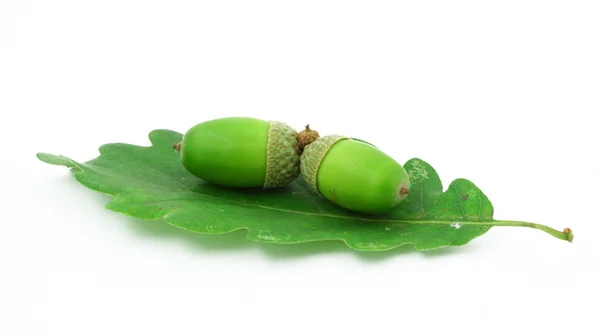 Зелений дубовий лист на білому — стокове фото