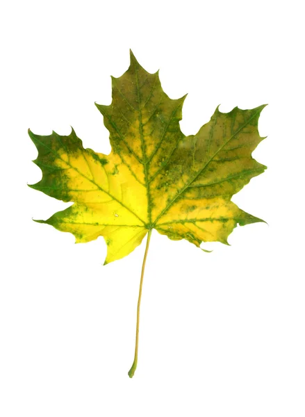 Żywe jesień liść — Zdjęcie stockowe