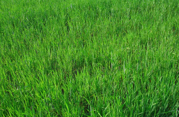 Canlı genç buğday — Stok fotoğraf