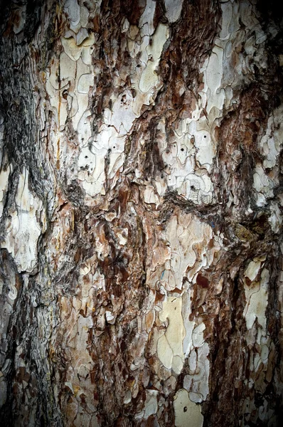 樹皮 — ストック写真