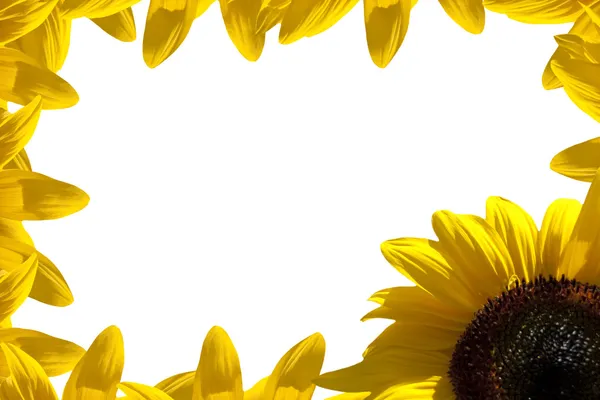 Sunflower border — Stock Photo, Image