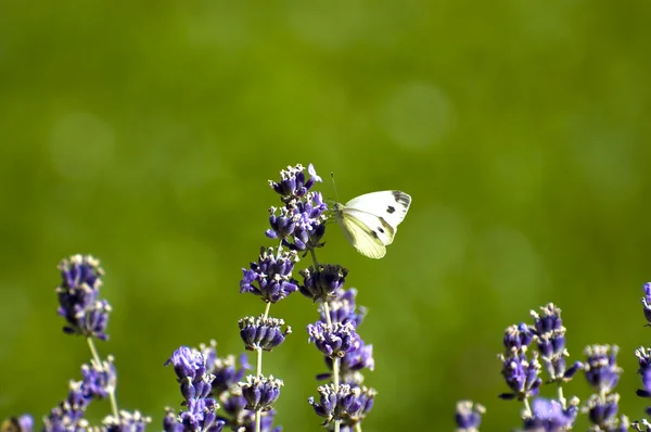 stock image Lavender and butterfly