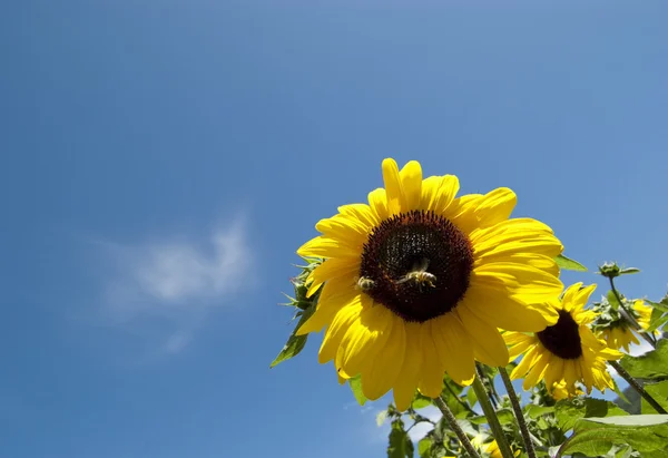 Sunflower and bee — Stock Photo, Image