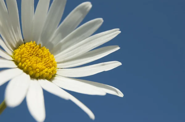 stock image Daisy