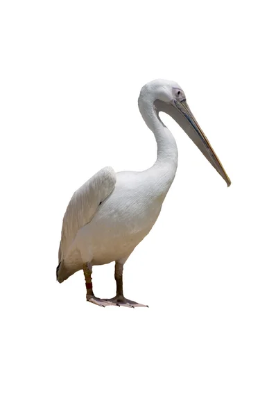 Stock image Pelican