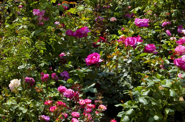 Garden of roses — Stock Photo, Image