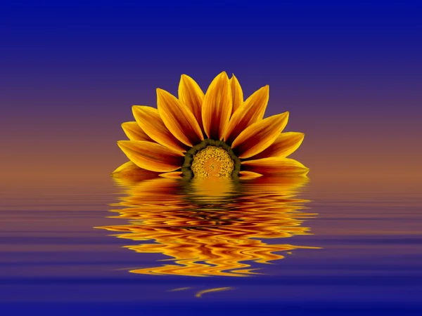 Solnedgång med blomma — Stockfoto