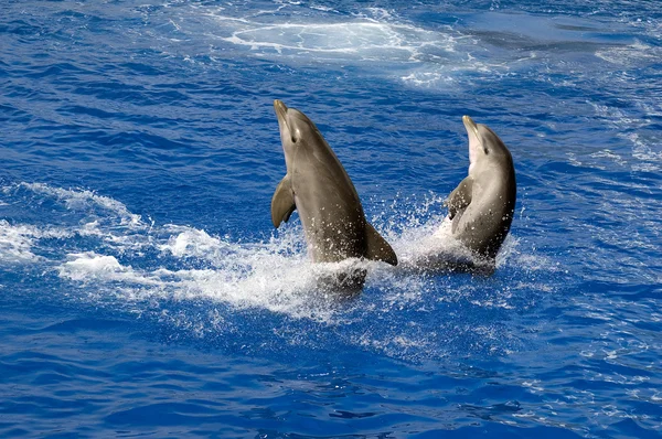 Två dolphyns — Stockfoto