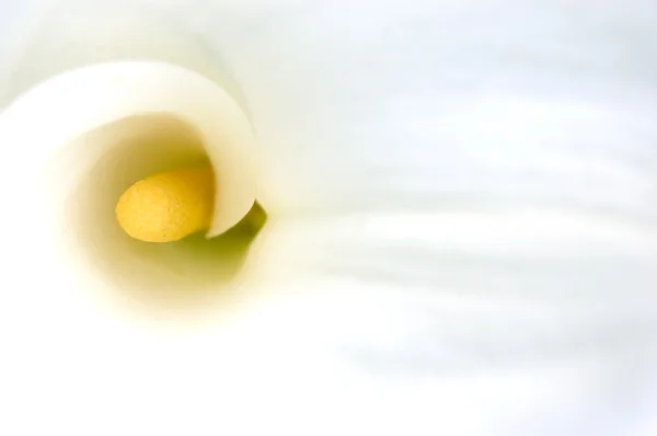 Beyaz calla — Stok fotoğraf
