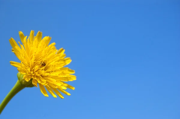 stock image Yellow flower