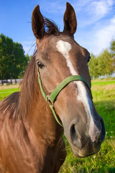 stock image Funny horse head