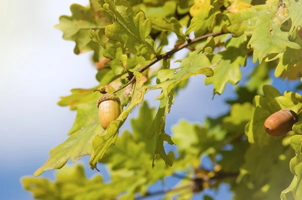 Oak tree branch with acorns