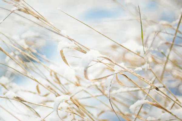 Soft calm winter background — Stock Photo, Image
