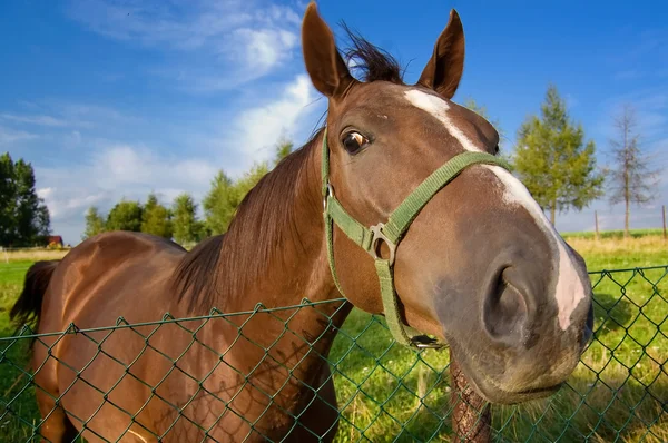 stock image Funny horse head