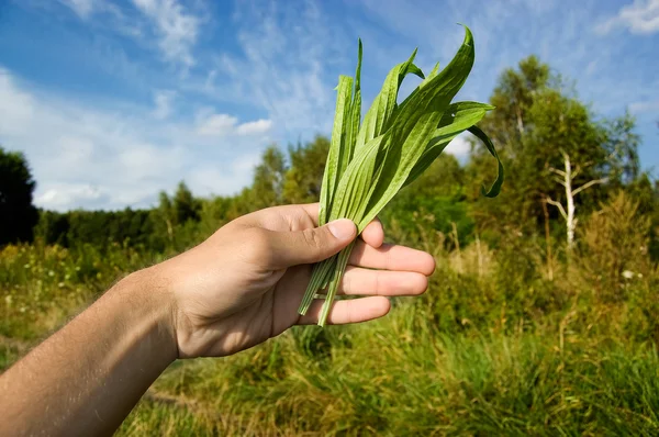 Maschio mano che tiene erbe — Foto Stock