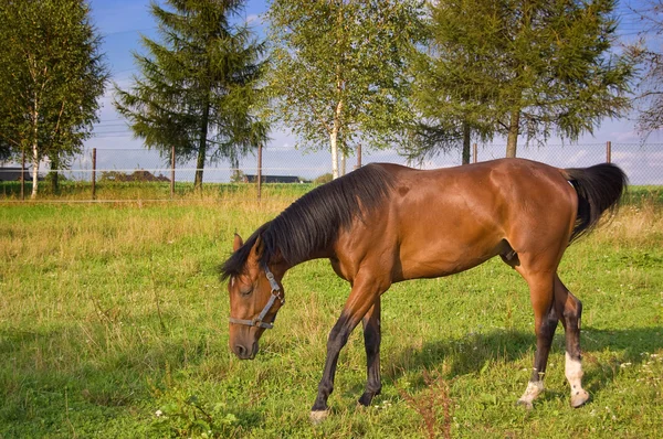 stock image Brown horse in the farm