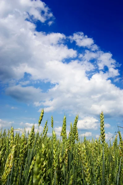 Молодое пшеничное поле с голубым небом — стоковое фото