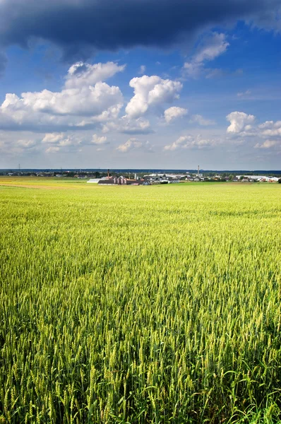 Campo de trigo joven con un cielo azul arriba —  Fotos de Stock