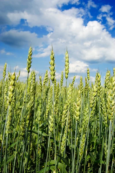 上記の青空と若い小麦畑 — ストック写真