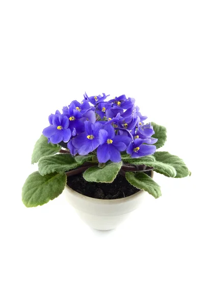 Stock image Violet Plant