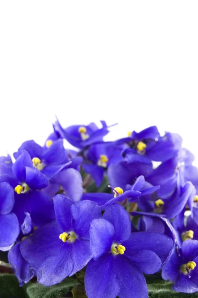 stock image Violet Plant