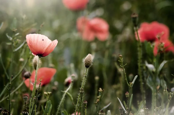 stock image Poppies field in the morning light