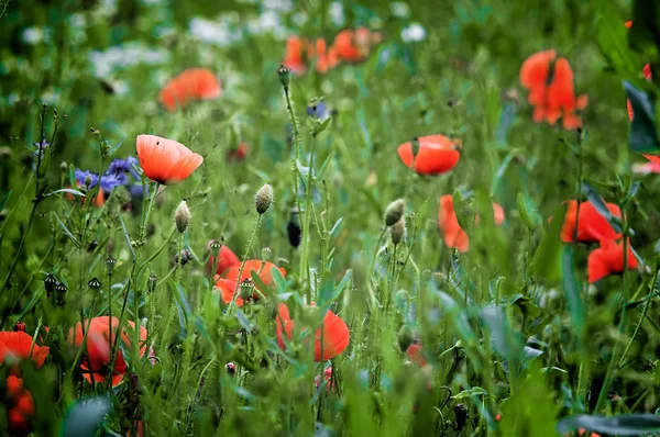 stock image Poppies background