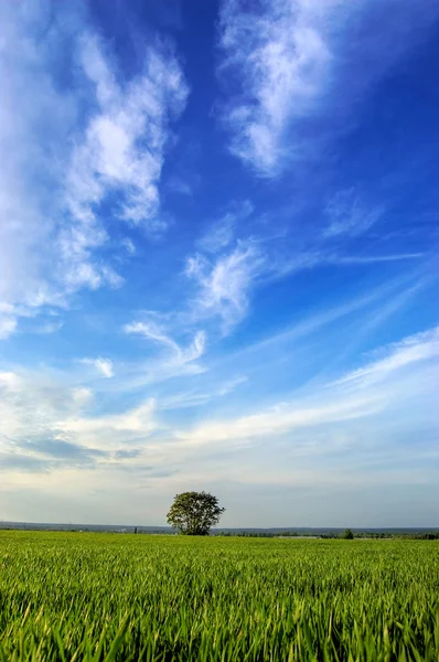 Дерево в поле с голубым небом — стоковое фото