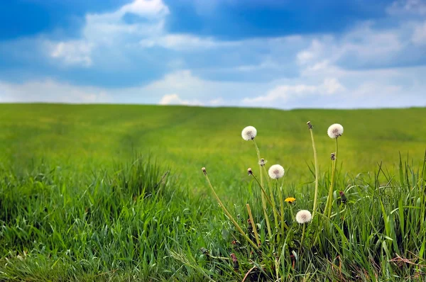 Green field and dandelions — Stock Photo, Image