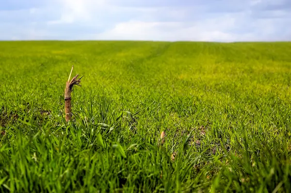 Zöld mező és drámai ég — Stock Fotó