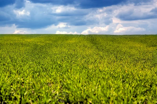 Gröna fält och dramatisk himmel — Stockfoto