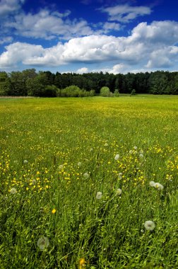 dandelions ile yeşil çayır