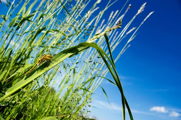 Vážky na trávě — Stock fotografie