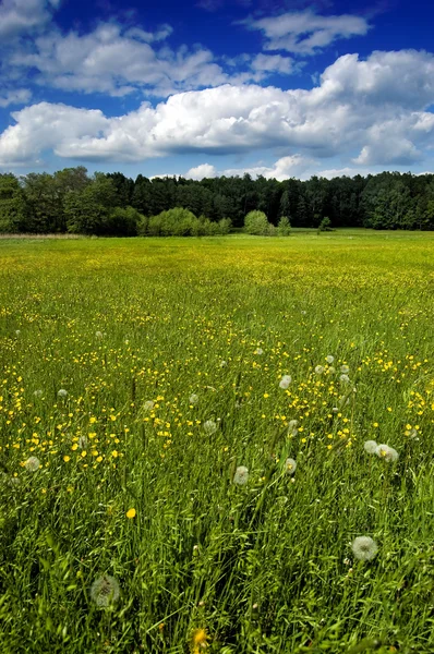 Green meadow with dandelions — Stock Photo, Image